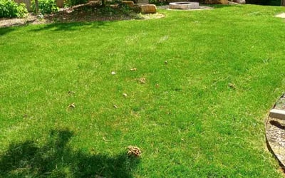 Photo of Dave M.'s yard after getting lawn care in Buffalo, MN