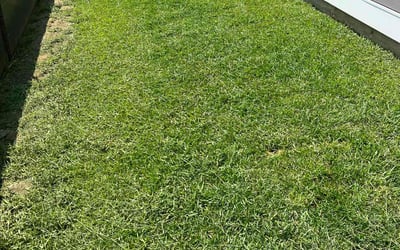 Photo of Sharon D.'s yard after getting lawn care in Longs, SC