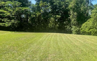 Photo of Julissa C.'s yard after getting lawn care in Tallahassee, FL