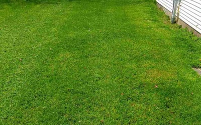 Photo of Cindy T.'s yard after getting lawn care in Canandaigua, NY