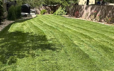 Photo of Sandra J.'s yard after getting lawn care in Newport, KY
