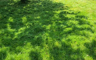 Photo of Brian A.'s yard after getting lawn care in Forest Lake, MN