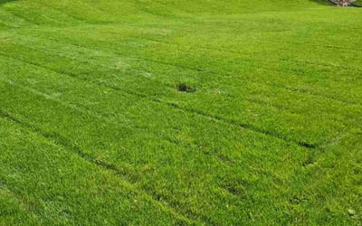 Photo of Ed D.'s yard after getting lawn care in Chanhassen, MN