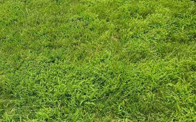 Photo of Loreili R.'s yard after getting lawn care in Dover, NJ