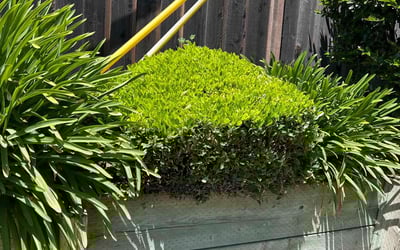 Photo of Ron W.'s yard after getting lawn care in Daphne, AL