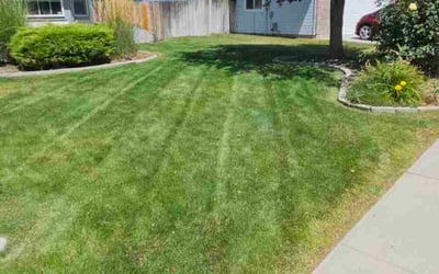 Photo of Matthew M.'s yard after getting lawn care in Madison Heights, MI