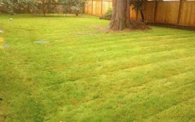 Photo of Morgan H.'s yard after getting lawn care in Bothell West, WA
