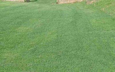 Photo of Kristi E.'s yard after getting lawn care in Soddy Daisy, TN