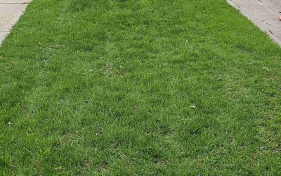 Photo of Frank A.'s yard after getting lawn care in Menomonee Falls, WI