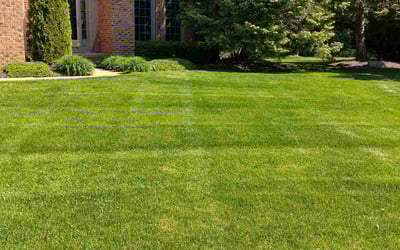 Photo of Cameron C.'s yard after getting lawn care in Zebulon, NC