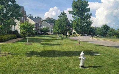 Photo of Phong T.'s yard after getting lawn care in Arlington, VA