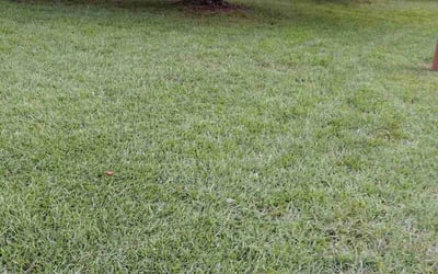 Photo of Brett K.'s yard after getting lawn care in Stone Mountain, GA