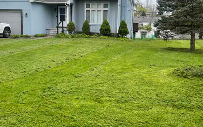 Photo of Dan R.'s yard after getting lawn care in Bremerton, WA