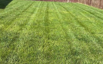 Photo of Anjani N.'s yard after getting lawn care in Fishers, IN