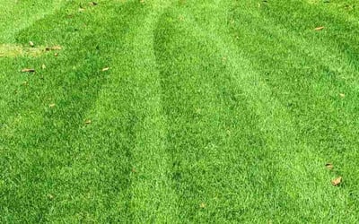 Photo of Brian J.'s yard after getting lawn care in Marion, AR