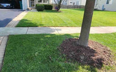 Photo of Randy M.'s yard after getting lawn care in Manteca, CA