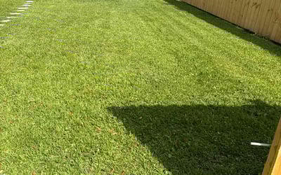 Photo of Alana S.'s yard after getting lawn care in Berkeley, CA