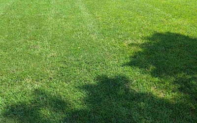 Photo of Rob S.'s yard after getting lawn care in Waxhaw, NC