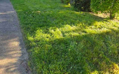 Photo of Sam K.'s yard after getting lawn care in Sammamish, WA