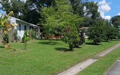 Photo of Monique T.'s yard after getting tree care in Saint Augustine, FL