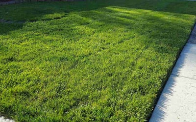 Photo of Tamara R.'s yard after getting lawn care in Chicago Heights, IL