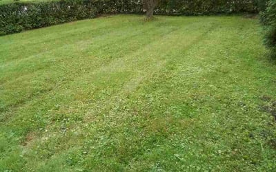 Photo of Merideth S.'s yard after getting lawn care in Romeoville, IL