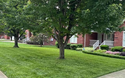 Photo of James A.'s yard after getting lawn care in Smyrna, TN