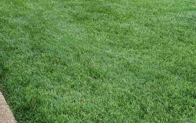 Photo of Autumn W.'s yard after getting lawn care in Richmond, VA