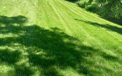 Photo of John K.'s yard after getting lawn care in Anoka, MN