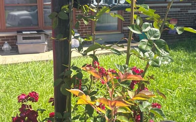 Photo of Vince M.'s yard after getting lawn care in Havre De Grace, MD