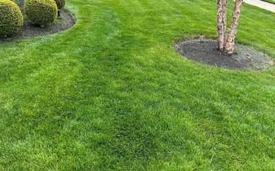 Photo of Maureen D.'s yard after getting lawn care in Rocky River, OH