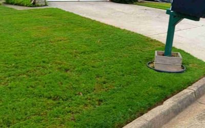 Photo of Nancy W.'s yard after getting lawn care in Fayetteville, GA