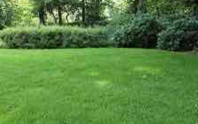 Photo of Aji O.'s yard after getting lawn care in San Diego, CA