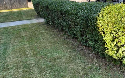 Photo of Peggy D.'s yard after getting lawn care in Dedham, MA