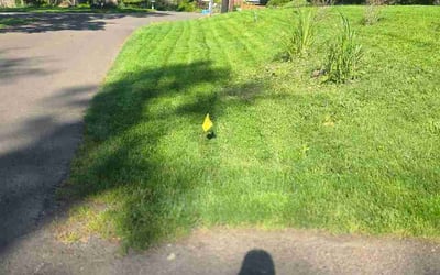 Photo of Robert H.'s yard after getting lawn care in Prospect, KY