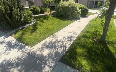 Photo of Dominique L.'s yard after getting lawn care in Oswego, NY