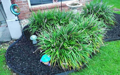 Photo of John W.'s yard after getting lawn care in Marietta, GA