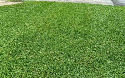 Photo of Dimitri W.'s yard after getting lawn care in Jonesboro, GA