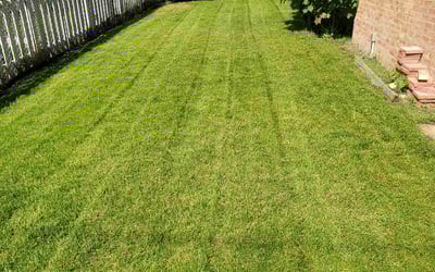 Photo of Phillip B.'s yard after getting lawn care in Skokie, IL