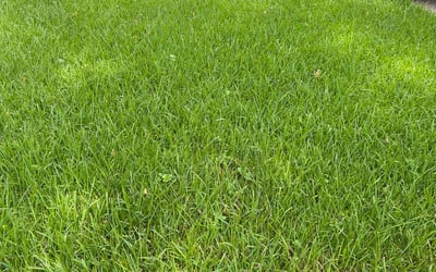 Photo of Rhylee L.'s yard after getting lawn care in Norfolk, VA