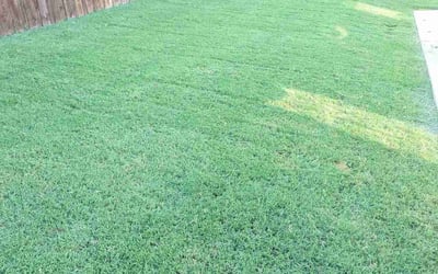 Photo of Keisha P.'s yard after getting lawn care in Sunnyvale, TX