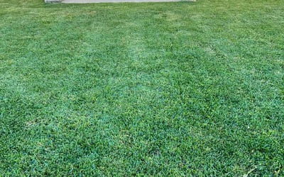 Photo of Lynn W.'s yard after getting lawn care in La Porte, TX