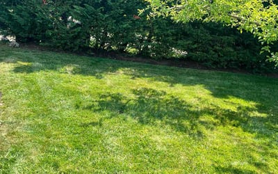 Photo of Andrea H.'s yard after getting lawn care in Baldwin, NY