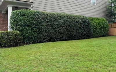 Photo of Chris C.'s yard after getting lawn care in Riverside, RI