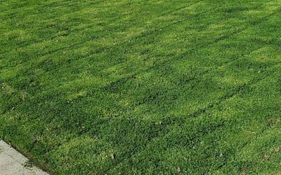 Photo of Susan A.'s yard after getting lawn care in Hopkinton, MA