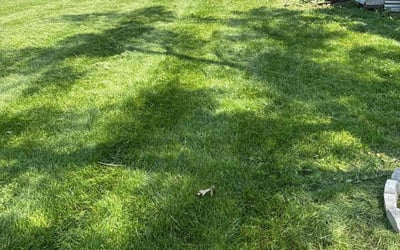 Photo of Jason B.'s yard after getting lawn care in Concord, NC