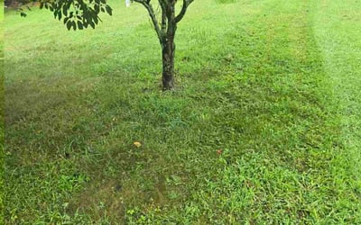 Photo of Jack W.'s yard after getting lawn care in La Grange Park, IL