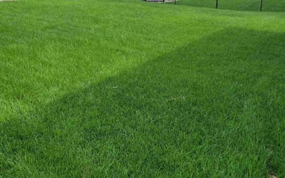 Photo of Caroline E.'s yard after getting lawn care in Marion, IA