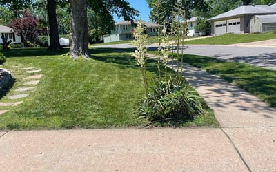 Photo of Richard D.'s yard after getting lawn care in Grandview, MO