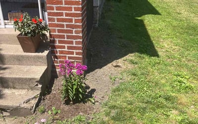 Photo of James K.'s yard after getting lawn care in Collingswood, NJ